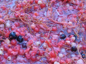 currant_mash_closeup